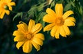 Mexican sunflower. & x28;Tithonia diversifolia plant& x29;.