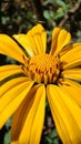 Mexican Sunflower Big Yellow Petals Close Up