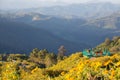 Mexican sunflowers field with Mountain scenic view