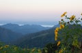 Mexican sunflowers field with Mountain view