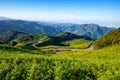 Mexican sunflowers on Tung Bua Tong in North of Thailand Royalty Free Stock Photo