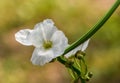 Mexican Sword-Plant, Echinodorus palaefolius