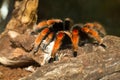 Mexican tarantula brachypelma with red knees Royalty Free Stock Photo