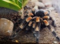 Mexican Tarantula Spider Or Brachypelma Smithi