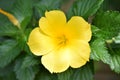 Mexican tarragon or Mexican Mint Marigold