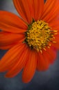 Mexican torch sunflower Royalty Free Stock Photo