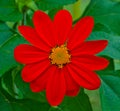 MEXICAN TORCH SUNFLOWER Royalty Free Stock Photo