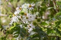 Mexican Tree Daisy Montanoa bipinnatifida, white flowers in the sun