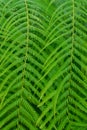 Mexican tree fern, Cibotium schiedei