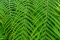 Mexican tree fern, Cibotium schiedei