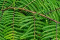 Mexican tree fern, Cibotium schiedei