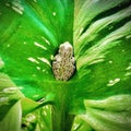 Mexican Tree frog