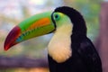 Mexican Tucan Royalty Free Stock Photo