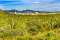 Mexican Village Cardon Cactus Sonoran Desert Baja Los Cabos Mexico