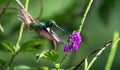 Mexican violetear Colibri thalassinus in flight Royalty Free Stock Photo