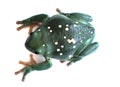 Mexican Waxy Tree Frog