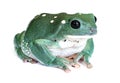 Mexican Waxy Tree Frog