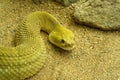 Mexican West Coast Rattlesnake or Mexican Green Rattler Royalty Free Stock Photo