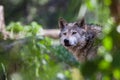 Mexican Wolf Royalty Free Stock Photo