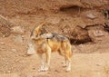 Mexican wolf Royalty Free Stock Photo