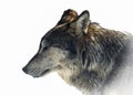 Mexican Wolf Face Profile