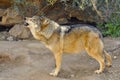 Mexican Wolf Howling