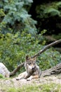 Mexican Wolf 605014