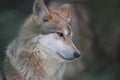 Mexican Wolf Portrait Royalty Free Stock Photo