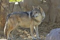 Mexican Wolf Standing