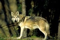 Mexican Wolf 26195