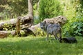 Mexican Wolf 701849