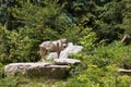 Mexican Wolf  701821 Royalty Free Stock Photo