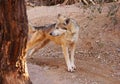 Mexican wolf stretches Royalty Free Stock Photo