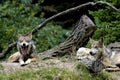 Mexican Wolves   604948 Royalty Free Stock Photo