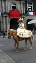 Mexican woman rider in the street with yellow dress