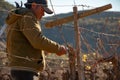 Mexican worker trimming wine crops in Valle de Guadalupe Royalty Free Stock Photo