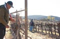 Mexican worker trimming wine crops in Valle de Guadalupe Royalty Free Stock Photo