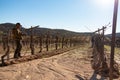 Mexican worker trimming wine crops in Valle de Guadalupe Royalty Free Stock Photo