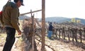 Mexican worker trimming wine crops in Valle de Guadalupe Royalty Free Stock Photo