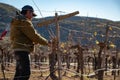 Mexican worker trimming wine crops in Valle de Guadalupe Royalty Free Stock Photo