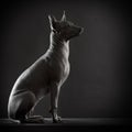 Mexican xoloitzcuintle dog