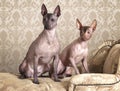 Mexican xoloitzcuintle dogs on a antique couch