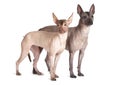 Mexican xoloitzcuintle dogs, white background