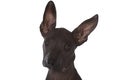 Mexican xoloitzcuintle puppy