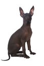 Mexican xoloitzcuintle puppy posing