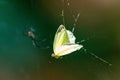 Mexican yellow butterfly and Argyrodes spider with blur background
