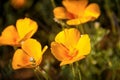Mexican Yellow Poppies