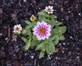 Mexican zinnia, zinnia haageana, blooming in a flower bed in Dallas, Texas.