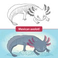 Mexicanum axolotl before transformation. Ambystoma tigrinum. Royalty Free Stock Photo