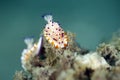 Mexichromis katalexis Nudibranchs Royalty Free Stock Photo